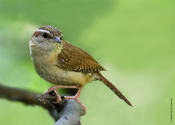 Carolina Wren