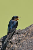 Barn Swallow