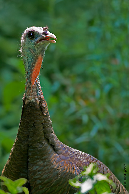 Wild Turkey