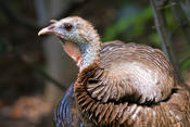 Wild Turkey