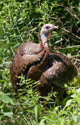 Wild Turkey