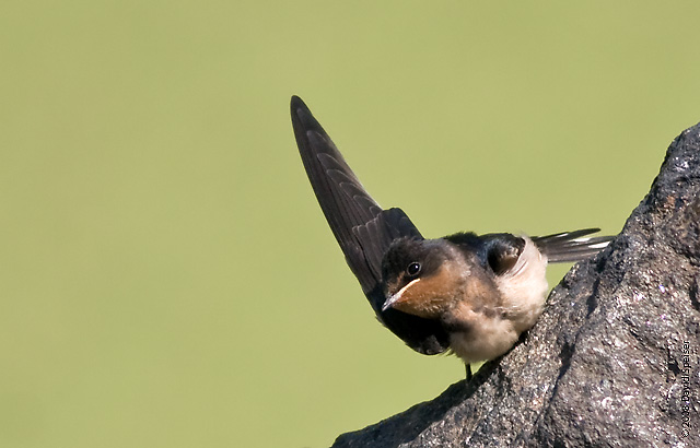 Barn Swallow