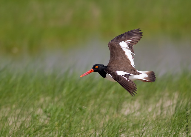 American Oystercatcher