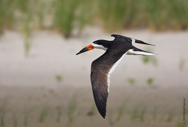 black skimmer 1.jpg