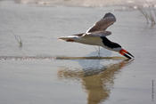 black skimmer 2.jpg