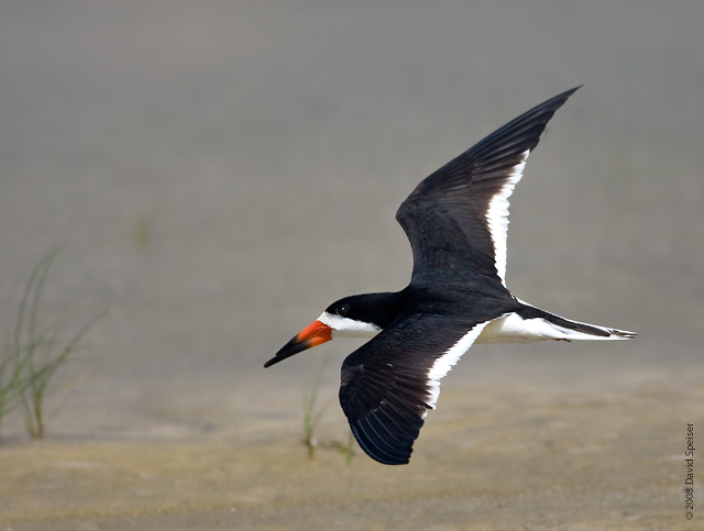 Black Skimmer