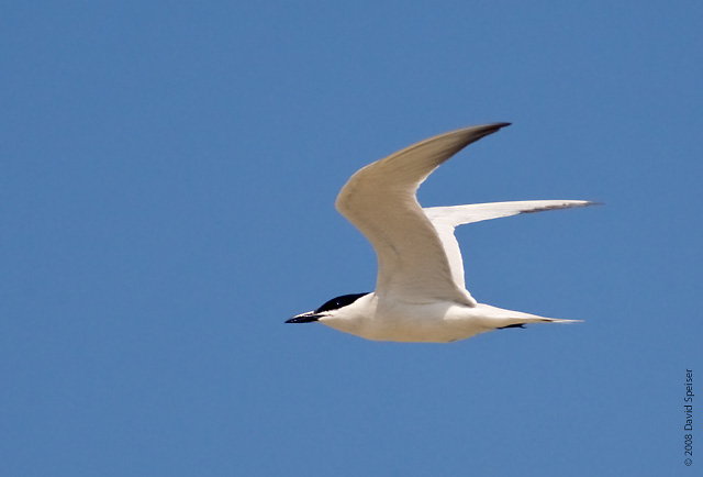 Gull-billed Tern