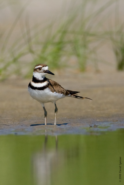 Killdeer