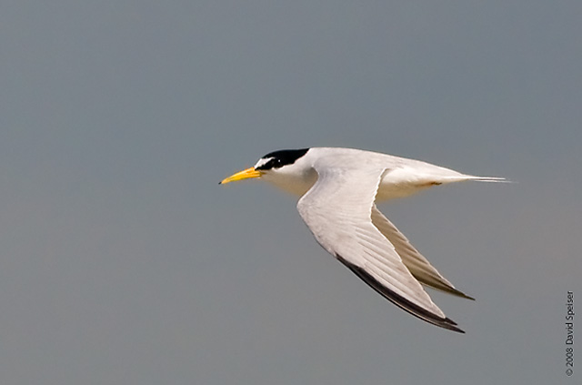 least tern 1.jpg