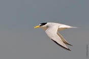 least tern 1.jpg