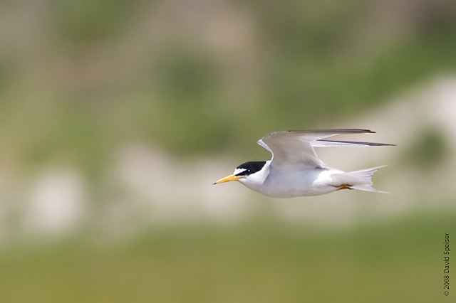 Least Tern