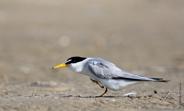 least tern 3.jpg