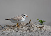 Piping Plover