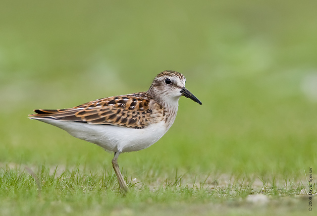 Least Sandpiper