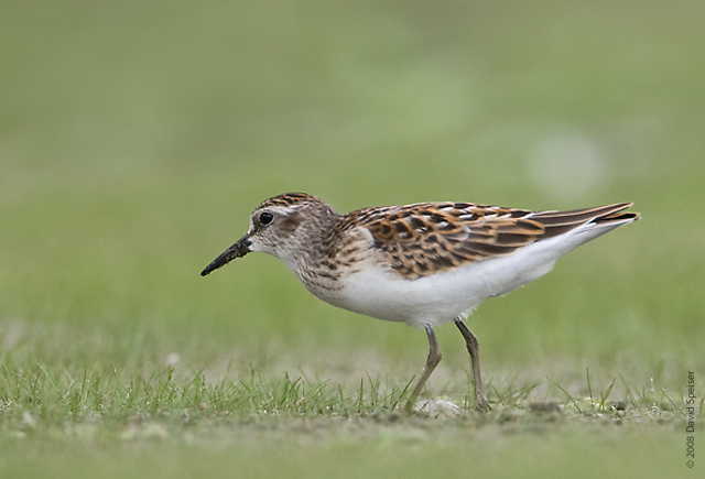 Least Sandpiper