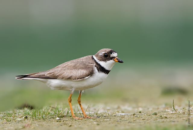 Semipalmated Plover