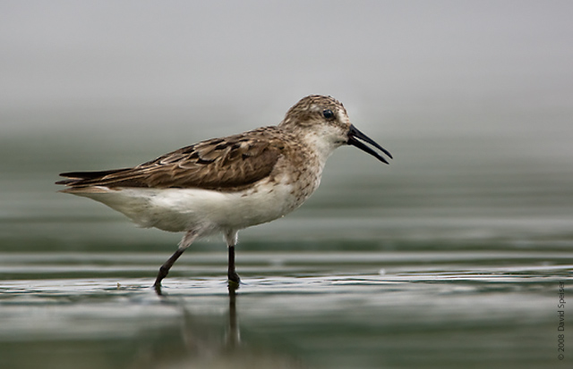 semipalmated sandpiper 1.jpg