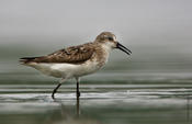 semipalmated sandpiper 1.jpg