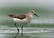 Semipalmated Sandpiper