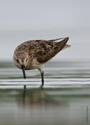 Semipalmated Sandpiper