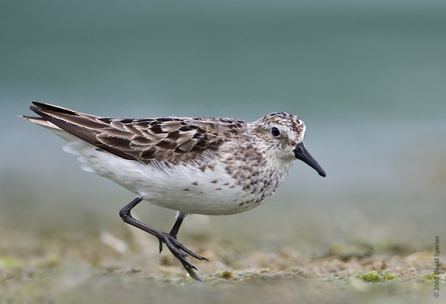 semipalmated sandpiper 4.jpg