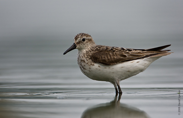 semipalmated sandpiper 5.jpg