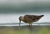 Short-billed Dowitcher