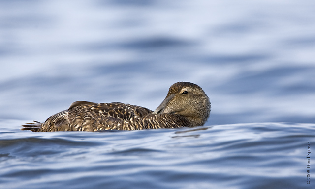 Common Eider