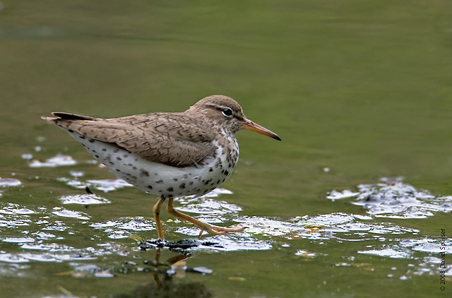 Spotted Sandpiper