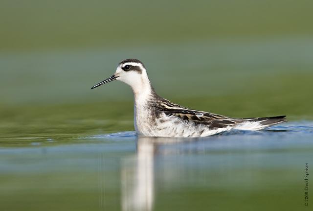 Red-necked Phalarope