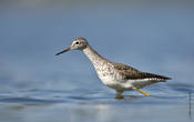 Lesser Yellowlegs