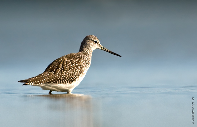 Greater Yellowlegs