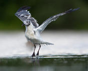 Laughing Gull