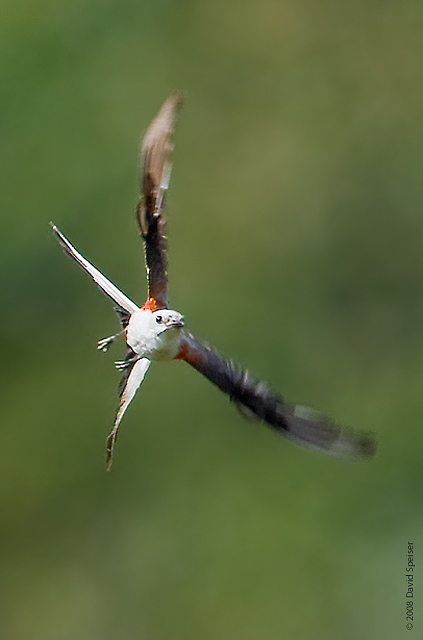 Scissor-tailed Flycatcher