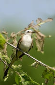 Scissor-tailed Flycatcher