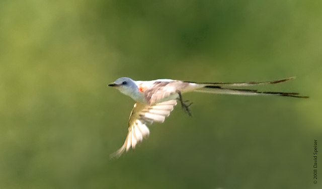 Scissor-tailed Flycatcher