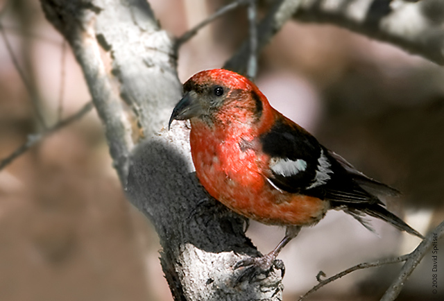 White-winged Crossbill