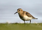 Baird's Sandpiper