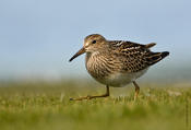 Pectoral Sandpiper