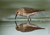 White-rumped Sandpiper