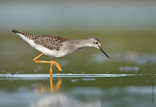 lesser yellowlegs 1.jpg