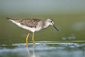 lesser yellowlegs 2.jpg