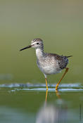 Lesser Yellowlegs