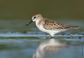 Semipalamted Sandpiper