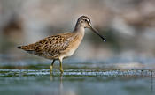 Short-billed Dowitcher