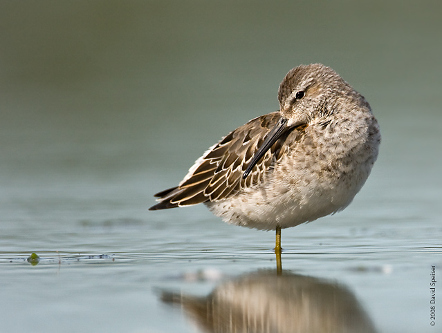 Stilt Sandpiper