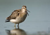 stilt sandpiper 2.jpg