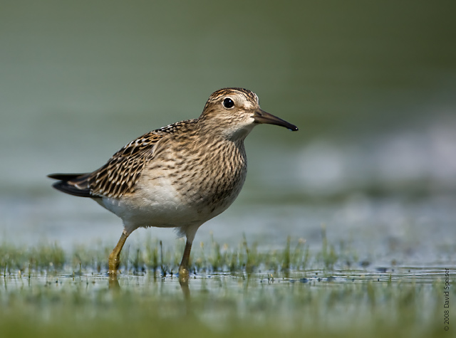 Pectoral Sandpiper