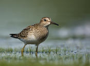 Pectoral Sandpiper