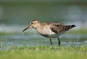 Pectoral Sandpiper